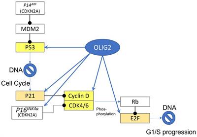 Biological functions of the Olig gene family in brain cancer and therapeutic targeting